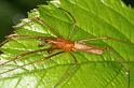 Tetragnatha_montana_D4968_Z_91_Les Gris_Frankrijk